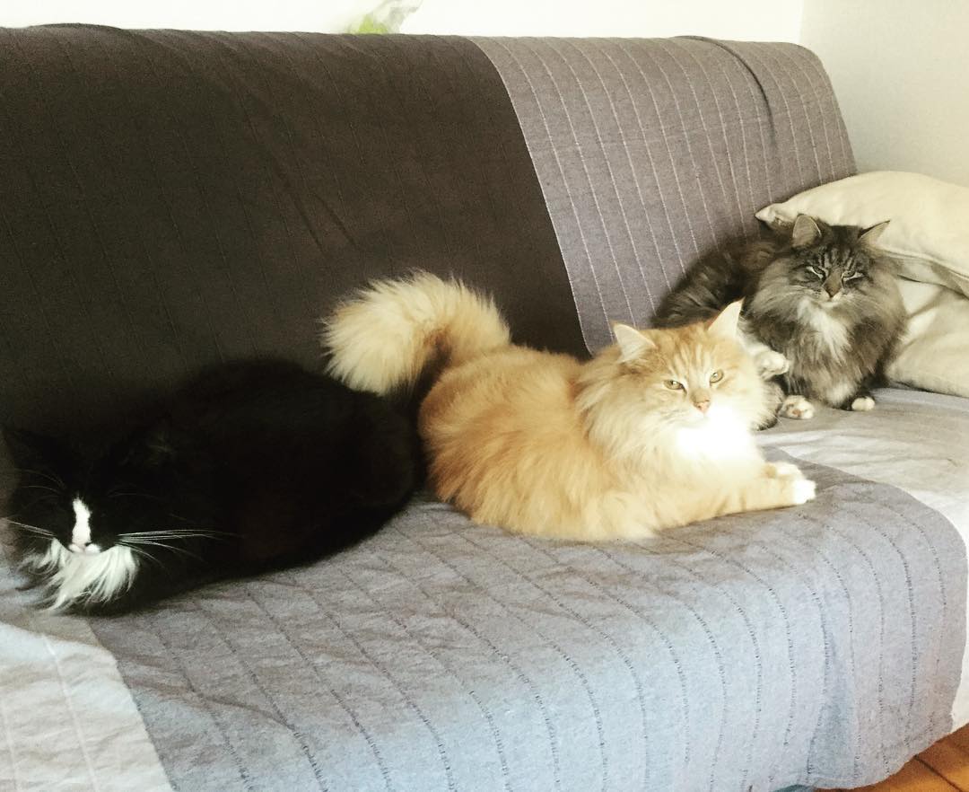 It's not often we get all our amazing pack together on the same sofa.