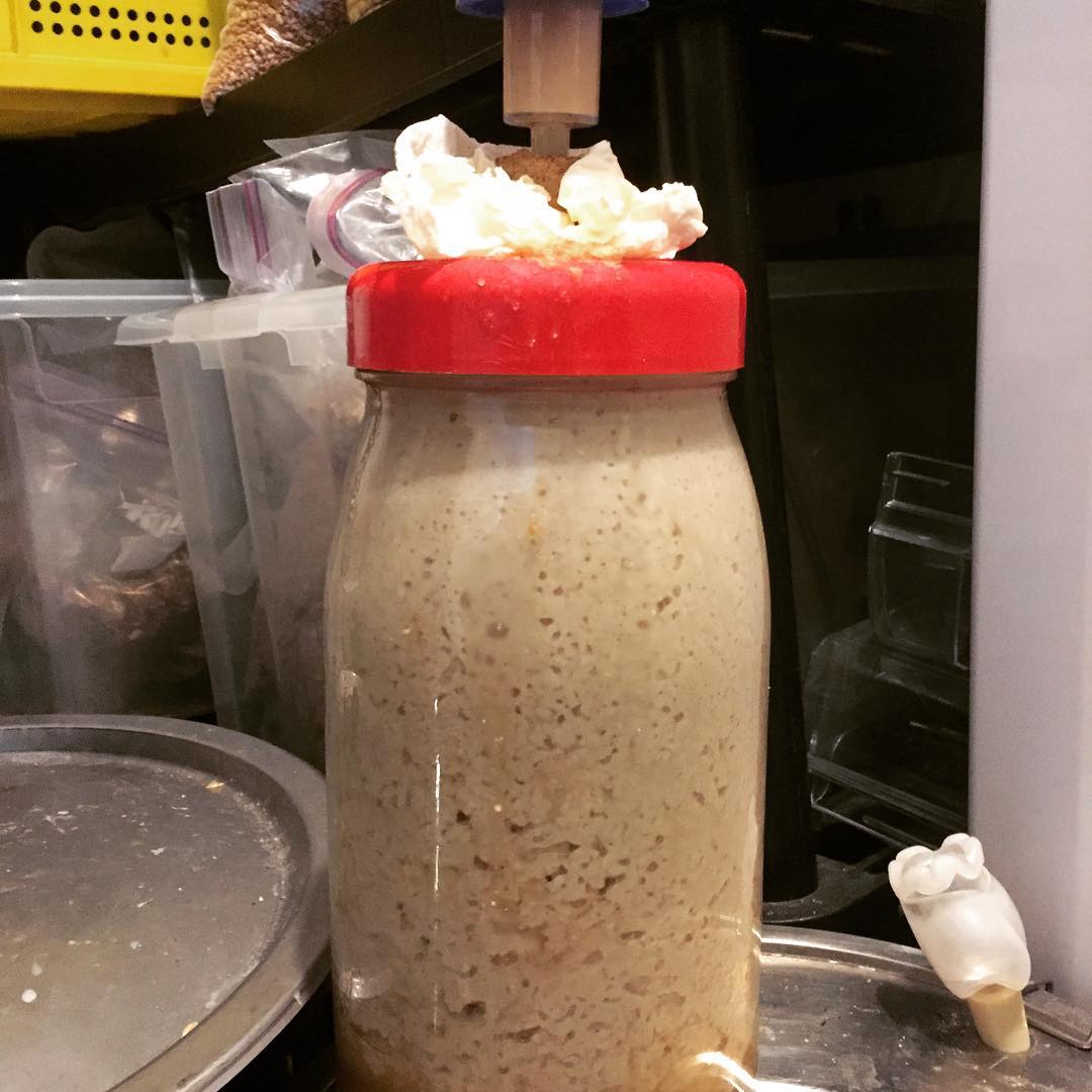 3 litres of koji rice/ yeast bubbling away about to go into a / hybrid made with 45% pils/45% raw Sussex heritage wheat berries/10% melanoidin and around 3kg of rice.