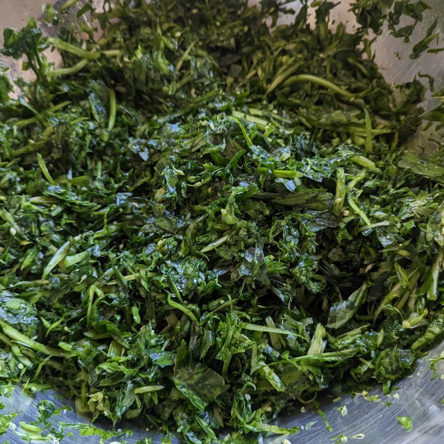 This year I'm fermenting my wild garlic. I won't do a long ferment, just enough to stop it going bad in the fridge too quickly, which has been a concern in the past. I used to make pesto with cheese and pumpkin seeds, then just added salt and oil to finely ground wild garlic and froze. Making this for a ferment is a very simple process. Wash, squeeze dry, shred (I used a mixer, but it won't take long by hand), weigh.