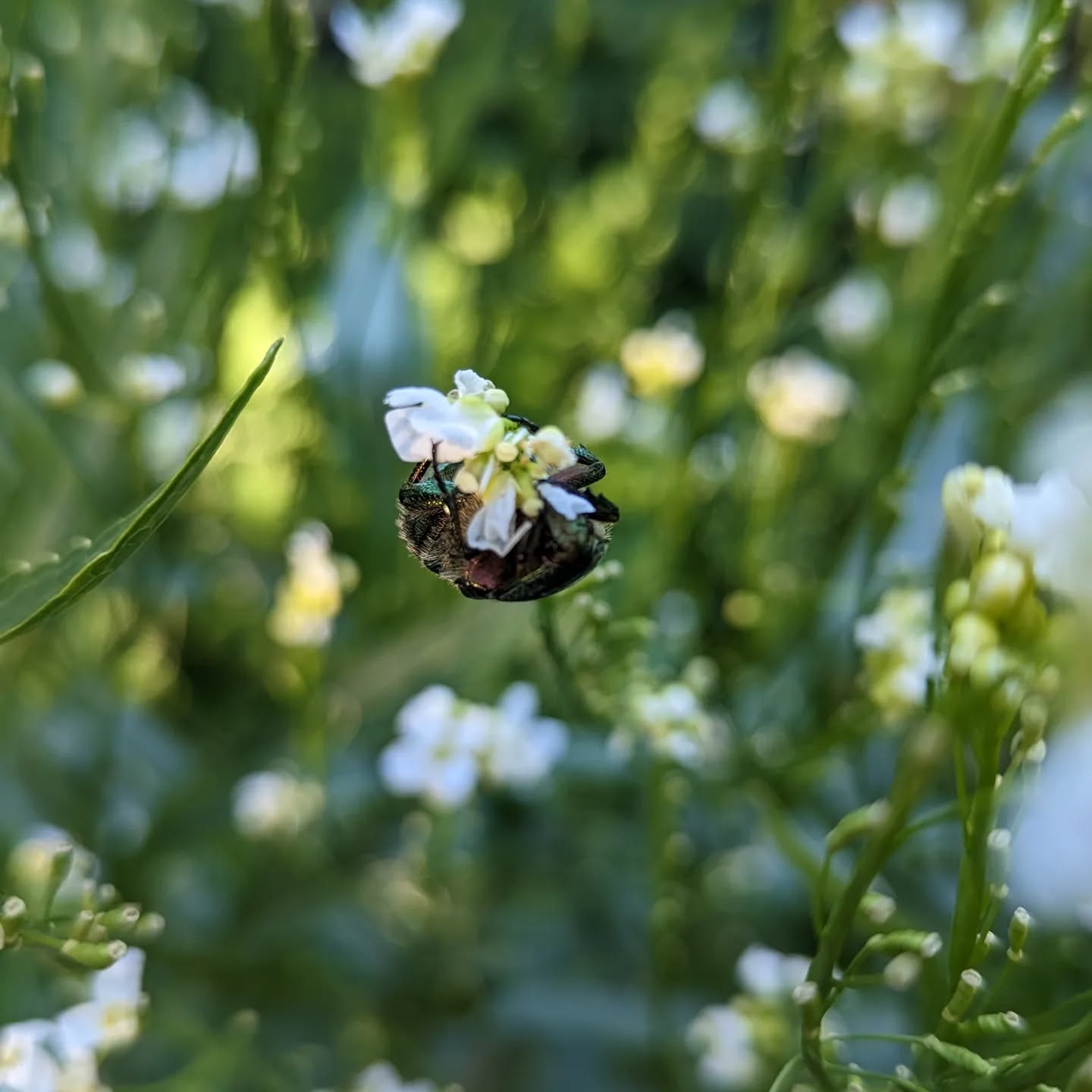 Loads of these rose chafers around this year.