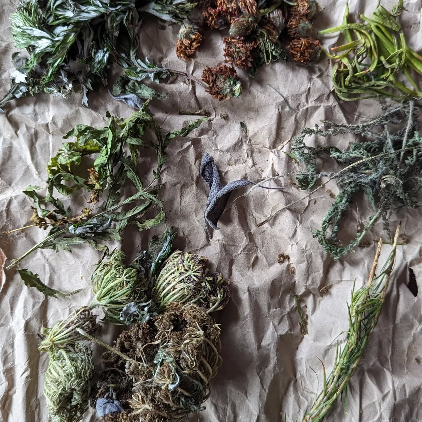 As an alternative holiday souvenir, I decided to collect ingredients for a foraged herb bitters. From top left, clockwise: mugwort, clover, rock samphire, yarrow, rosemary, spruce, meadowsweet, wild carrot, tansy, sage. Collected around south Devon and Dartmoor. I've added some bitter and sweet orange peel (we took a few with us!), as well as gentian root (to up the bitterness quotient a bit. I'll leave this to infuse for a month, strain and simmer the dry ingredients with a bit of water, which I'll add back to the alcohol.