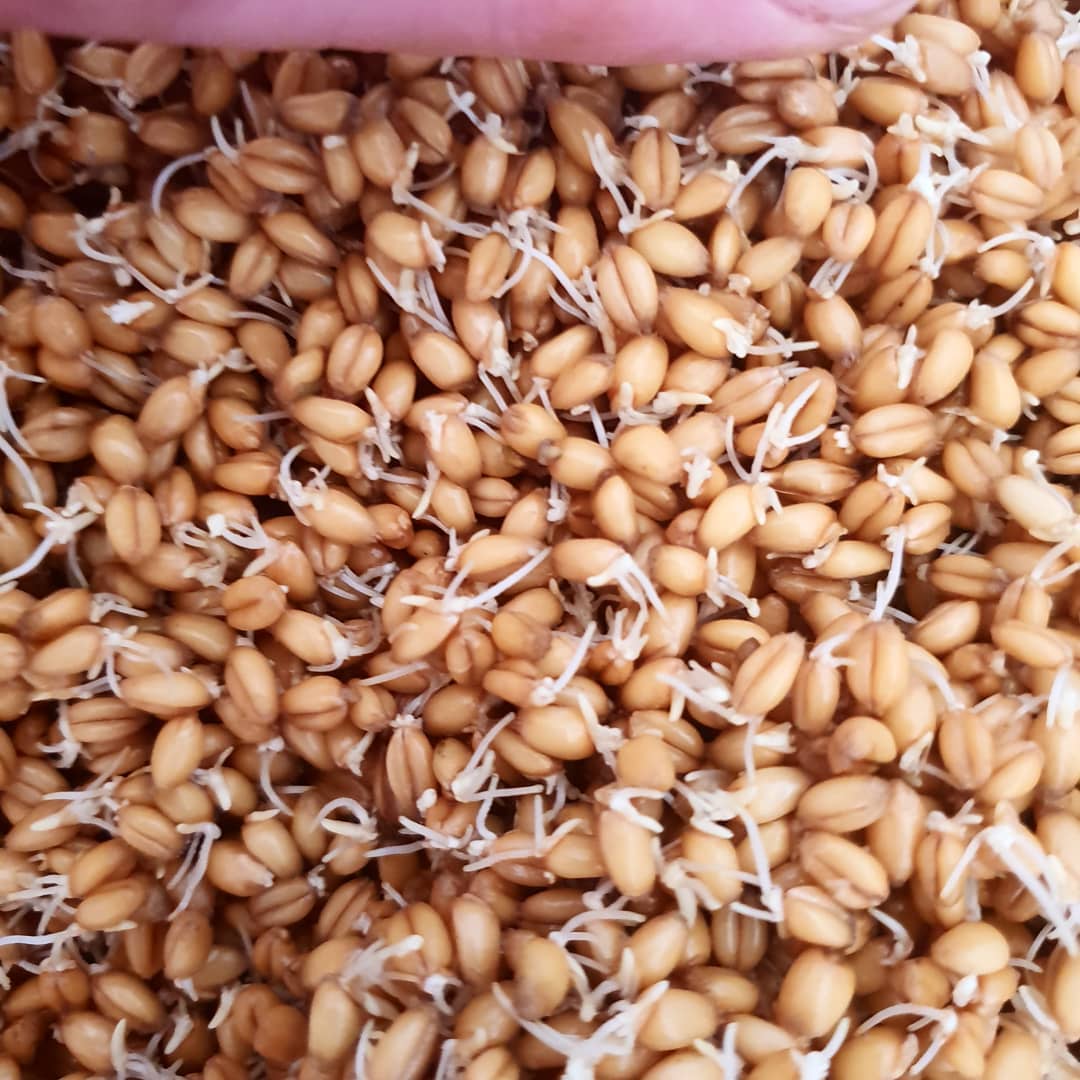 First attempt at malting.