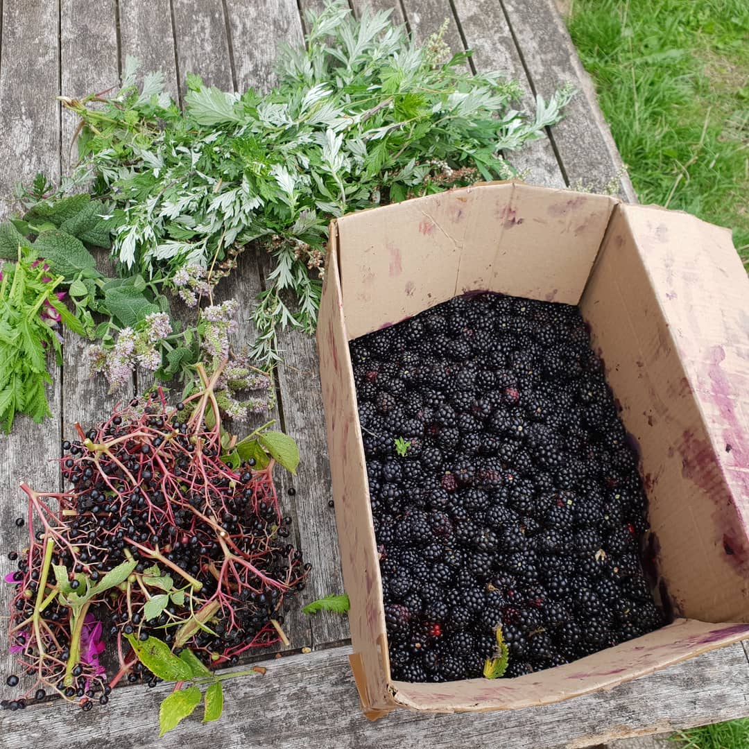 Today's haul from the community orchard up at race hill, Brighton.