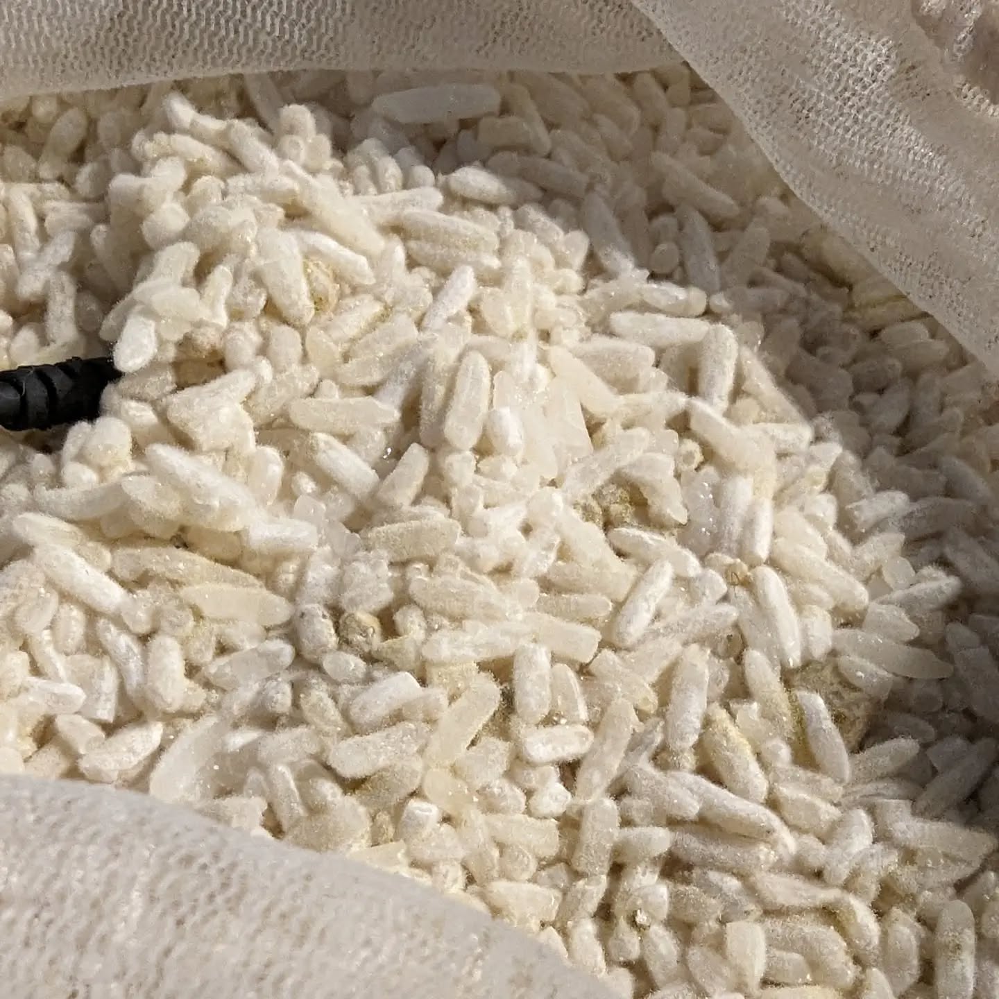 Another amino post, this time koji/soy. Not a super glamorous pic I'm afraid! My first time attempting a koji culture for ages, and while it started off fine, it started sporulating quite quickly, within 36 hrs. See the green colour in the third pic. This happens for a variety of reasons, but in this case it was either too dry or too hot.