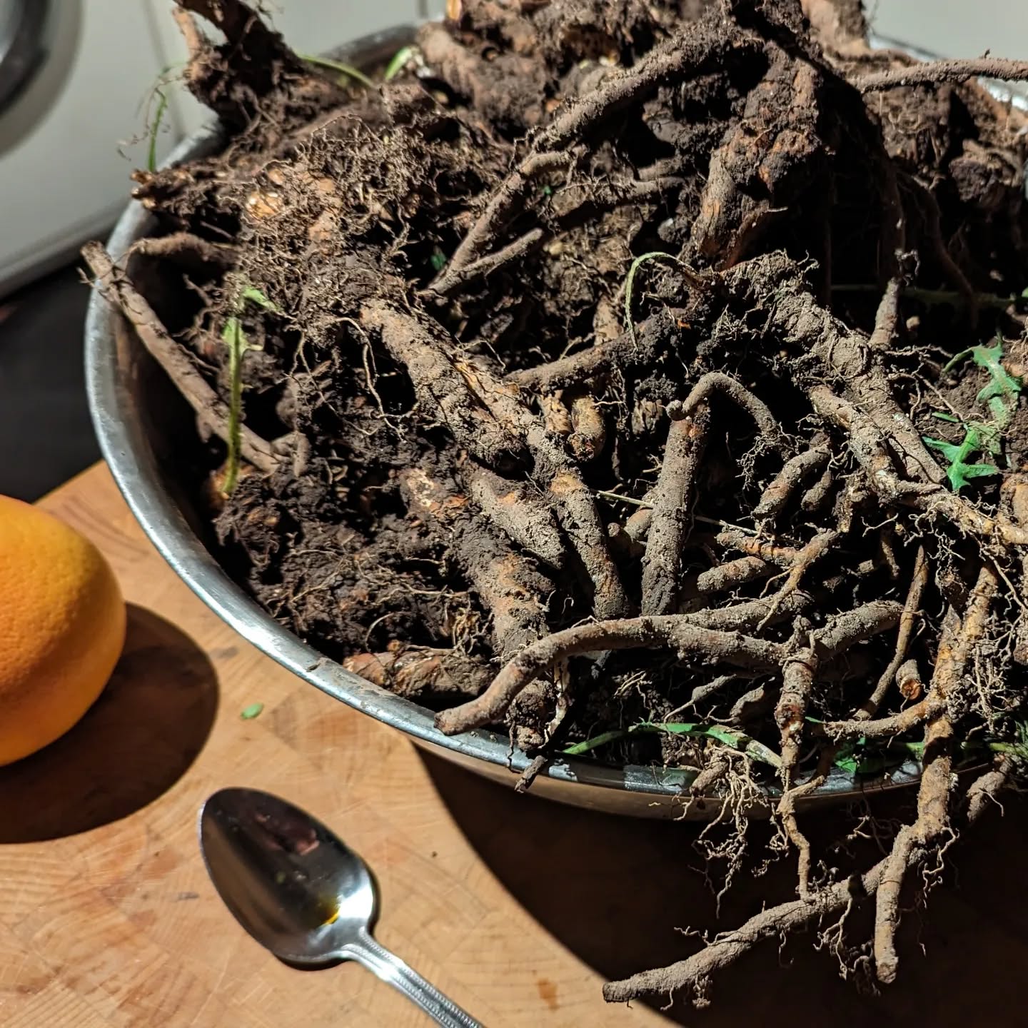 Holy hell batman that's a lot of dandelion root! Pull this up from my neglected "wild flower" lawn the last few days, question is whether it's worth bothering to clean and process for er, what? Anybody used this for coffee, tea, wine? Is it gonna be worth an hour of my time?!