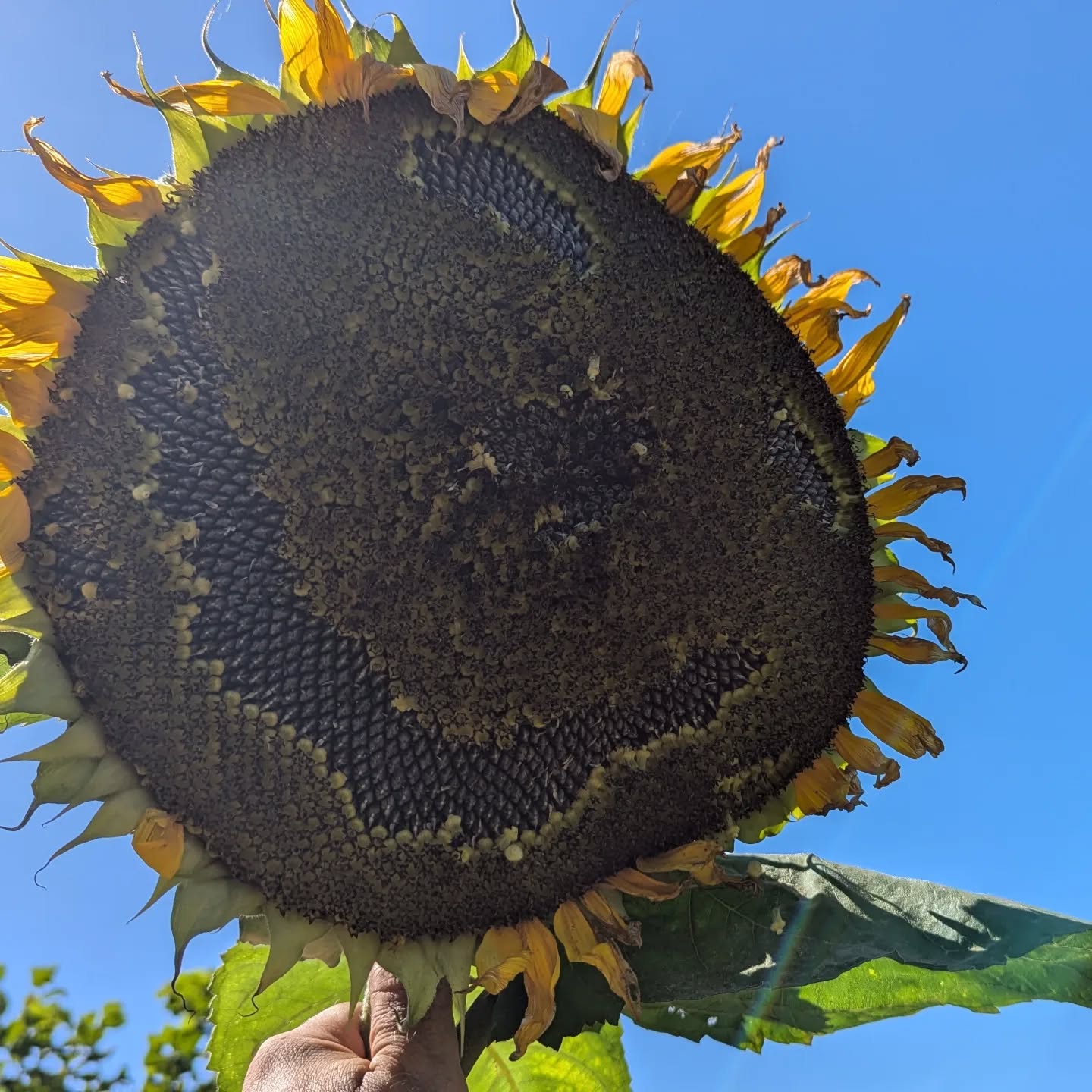 Slightly scary looking sunflower face, I tried to mimic those I saw in Spain, but it ended up looking more like Tim Burton than Walt Disney!