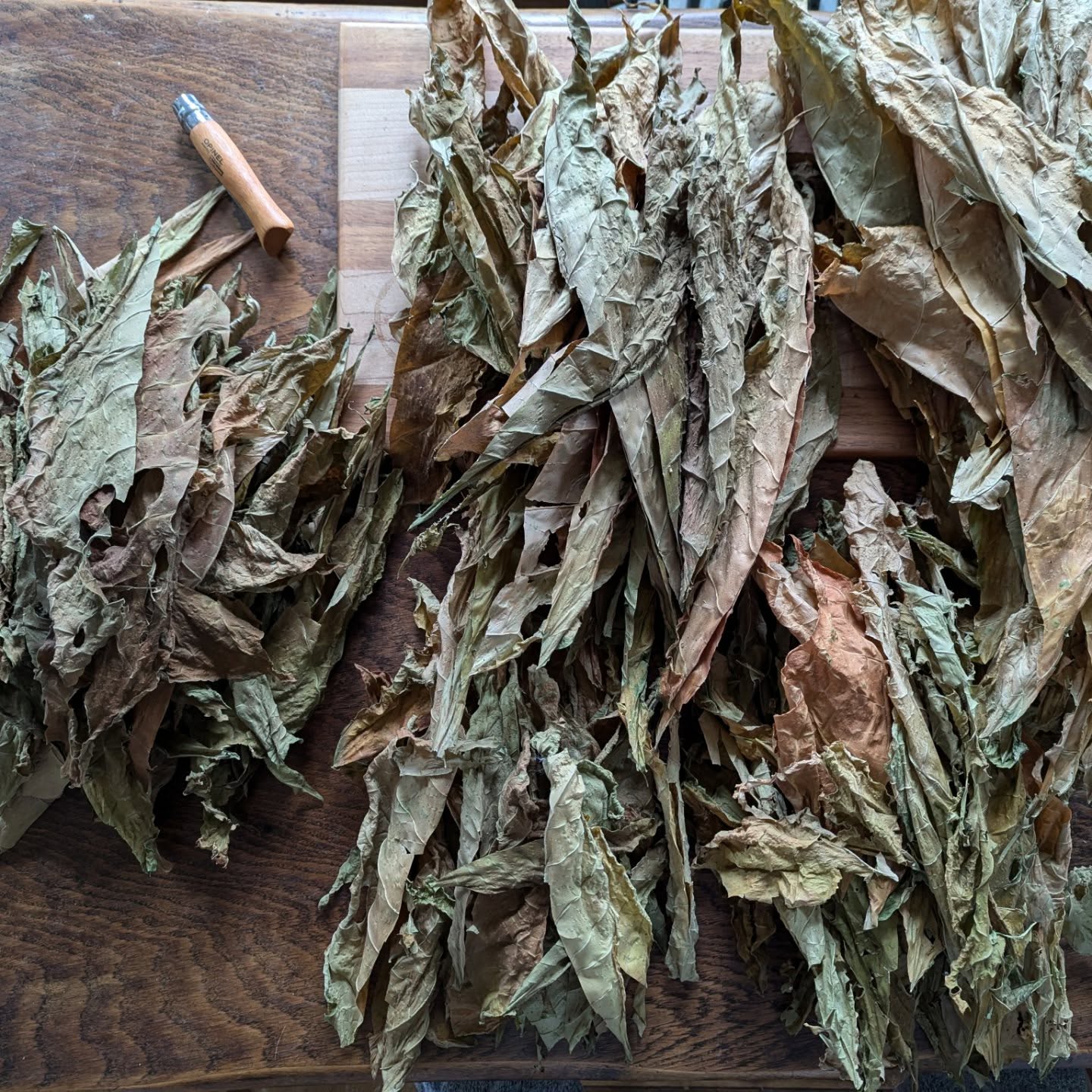 Most of the tobacco leaves from this year's crop have turned a lovely brown colour during the curing process. They've been hanging in my kitchen for 8 weeks now. During this time, they've slowly dried out and changed colour as the chlorophyll has broken down. This method is known as air curing, and will leave you with leaves with a low sugar content and higher nicotine levels, more commonly used for cigars and pipe tobacco. After this, generally the leaves are fermented aerobically, in the presence of oxygen.