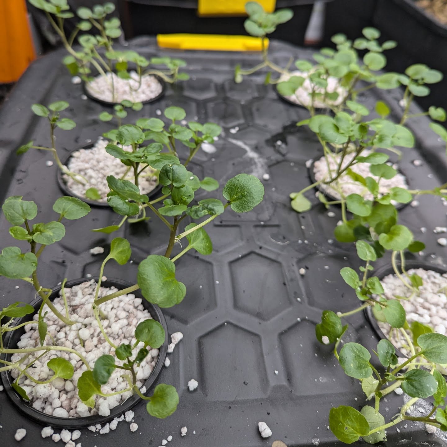 Kratky method hydroponic watercress. It's very easy to get sucked into internet rabbit holes, some you find are deeper than others. Hydroponic growing is one of those deep ones that I think appeals to a certain type of "technical solutions" person. Fortunately, I didn't have to go too deep for this project. Bernard Kratky was a researcher at the university of Hawaii, and he developed a low tech hydroponic growing system that didn't require any electricity or moving parts.