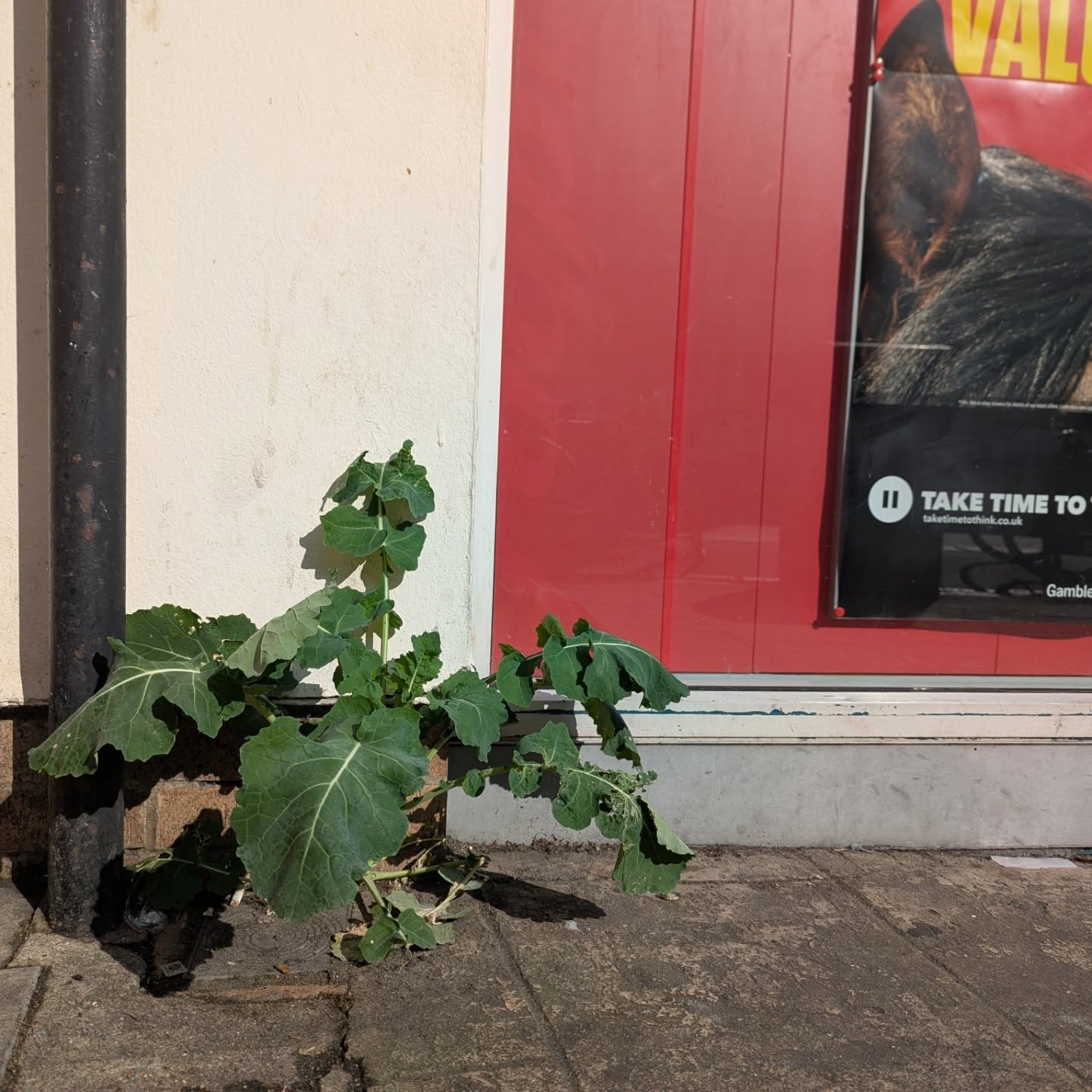 Urban edibles, Brighton. Brassica oleracea (cabbage) found outside a betting shop on London road. Dark fennel growing by a drainpipe in the North Laine.