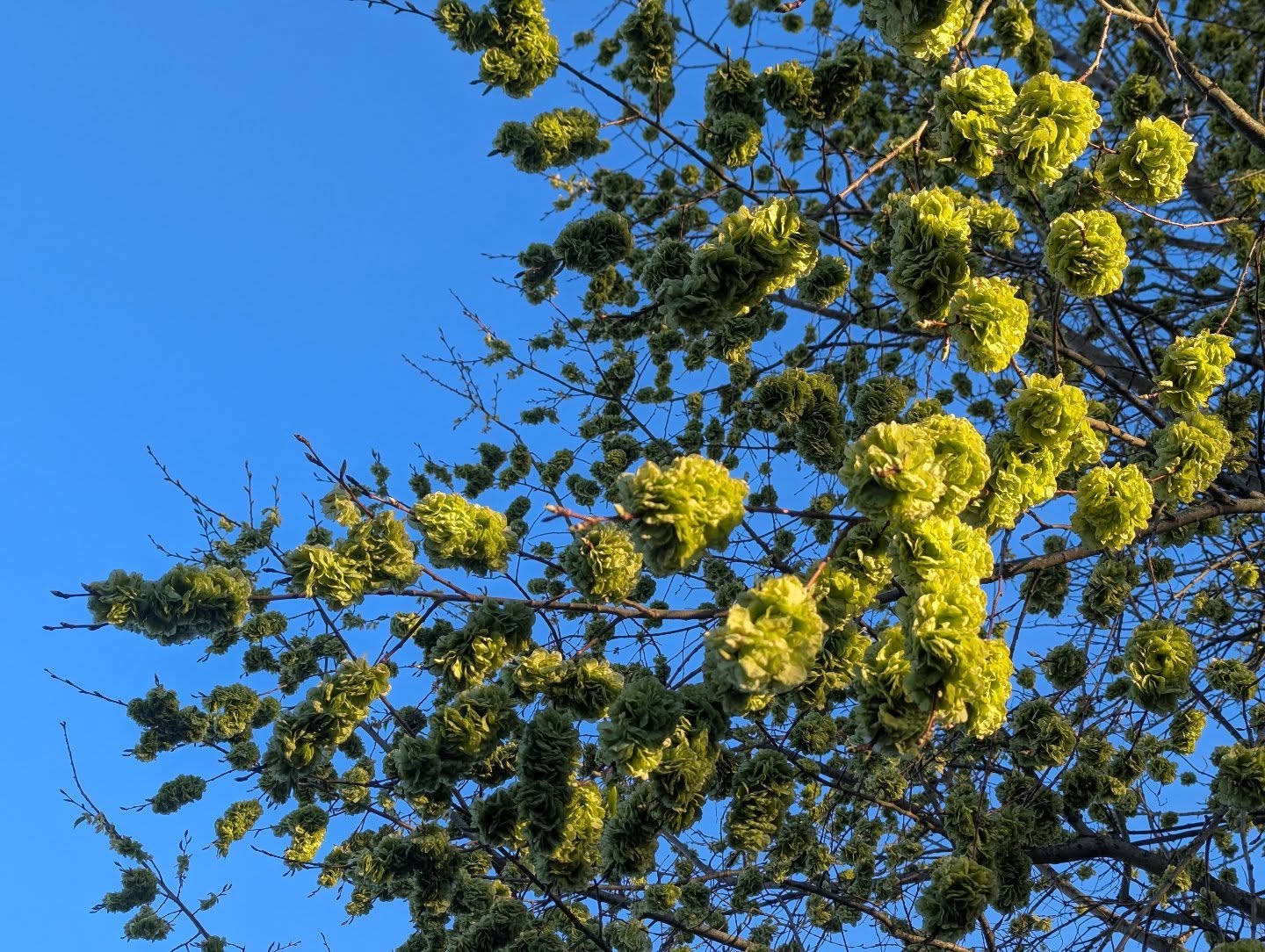 Elm flowers are out in full force at the moment. They're not the most distinctive trees, and somewhat under threat. I noticed these in a car park a few days ago, then driving down Stanford Avenue, saw that the whole road was lined with them.