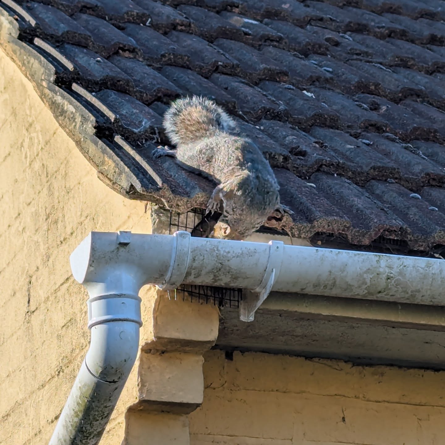 Woke up this morning to a noisy squirrel carrying a piece of plastic on my neighbour's roof. Turned out she was unable to get inside her drey due to it being blocked off by my neighbour. Fair enough, sounds like they've been a bit of a nuisance, scratching and tearing up insulation. I saw a bit of movement behind the caging, and by the utter distress of the squirrel, it must be young. Funny how some things are universal.