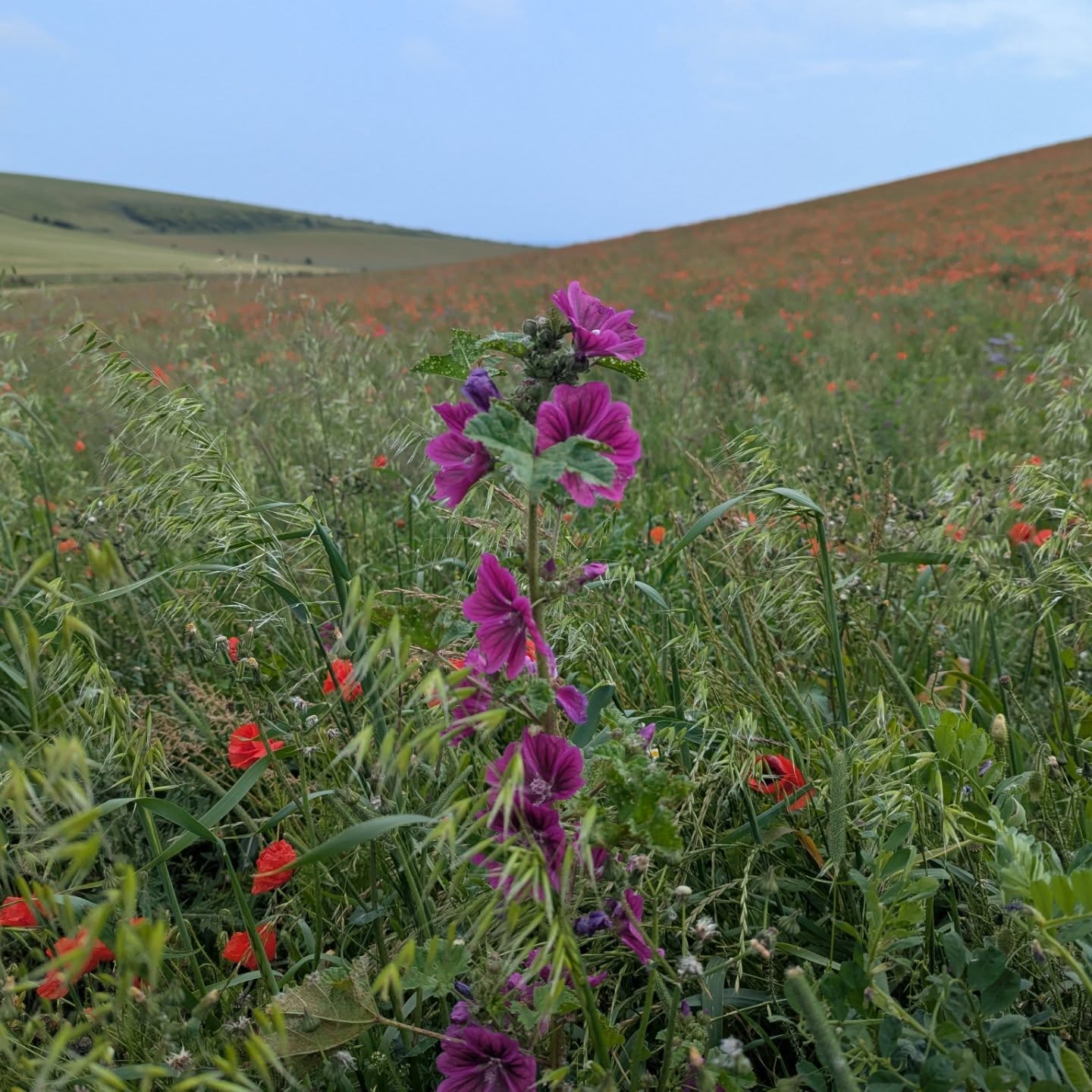 There's a stunning field of wildflowers and poppies just north of Ovingdean if anyone is in the Brighton area. Just head up and have a look. Someone has planted the borders up with tons of them. If you walk from the bottom up towards the golf course, there's a really fantastic border full of all kinds of stuff. They've definitely been planted (or seeded) there as there's a few species you don't usually see in the wild.