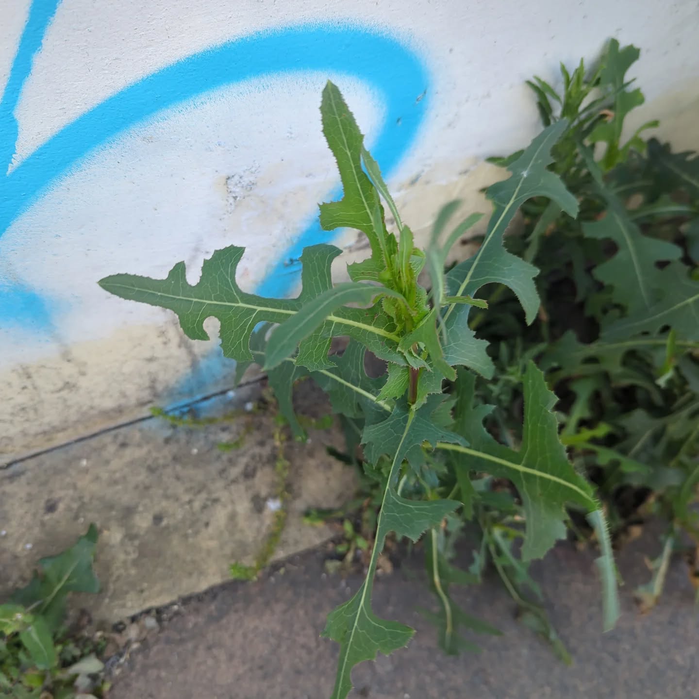 in a little series of urban "edibles". This is prickly lettuce, Lactuca serriola, closest known wild relative of cultivated lettuce, L. sativa. Wikipedia describes it as having a "fetid" odor. That doesn't exactly sound appetising.