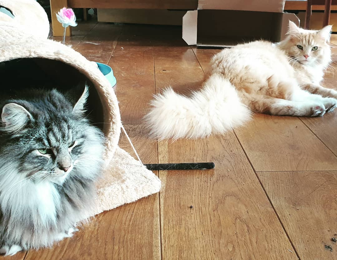 A rare moment of calm between siblings Totoro and Kiki.