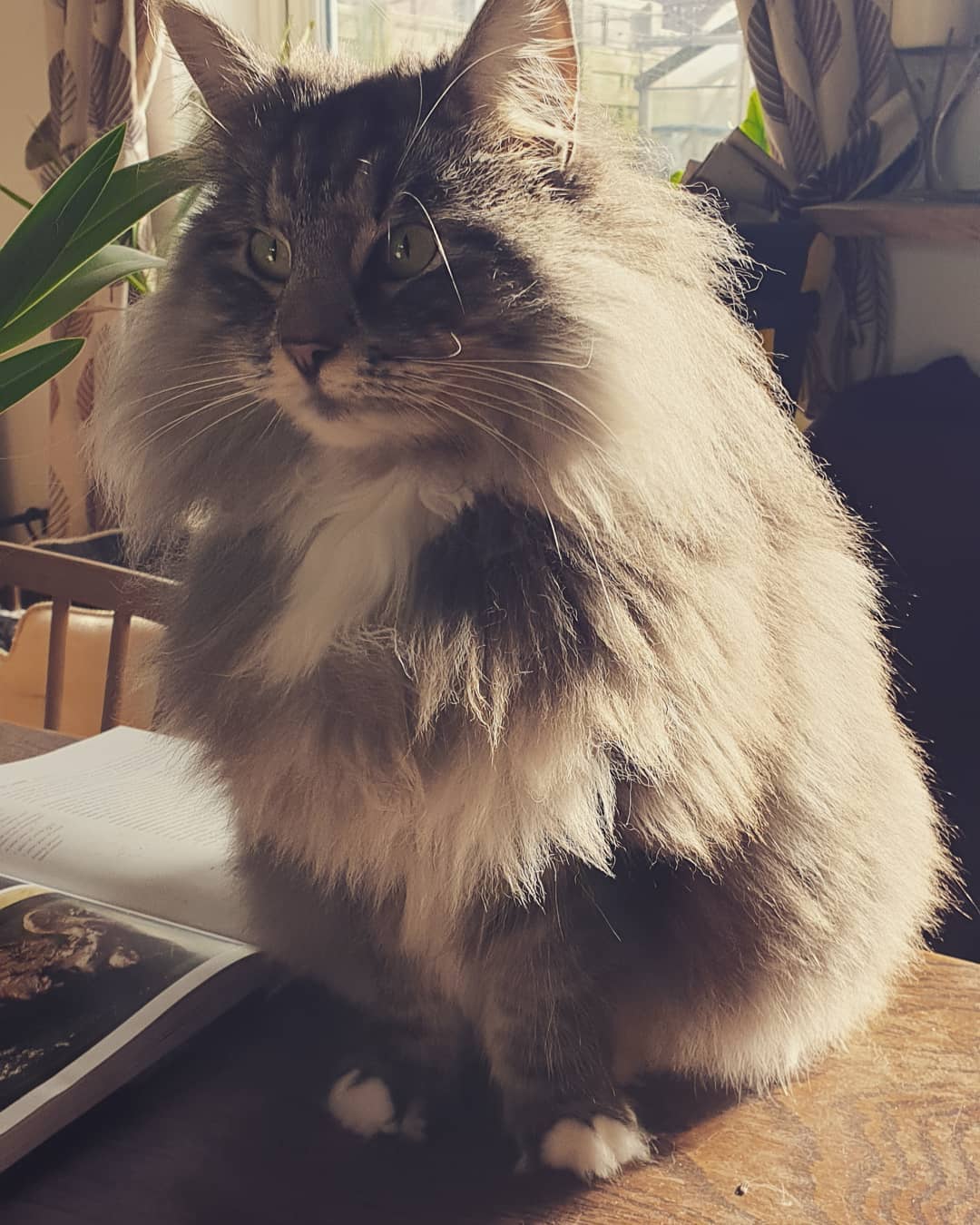 Kiki aka Princess fluffikins yesterday at the height of her Winter coat. Troppo fluffy!