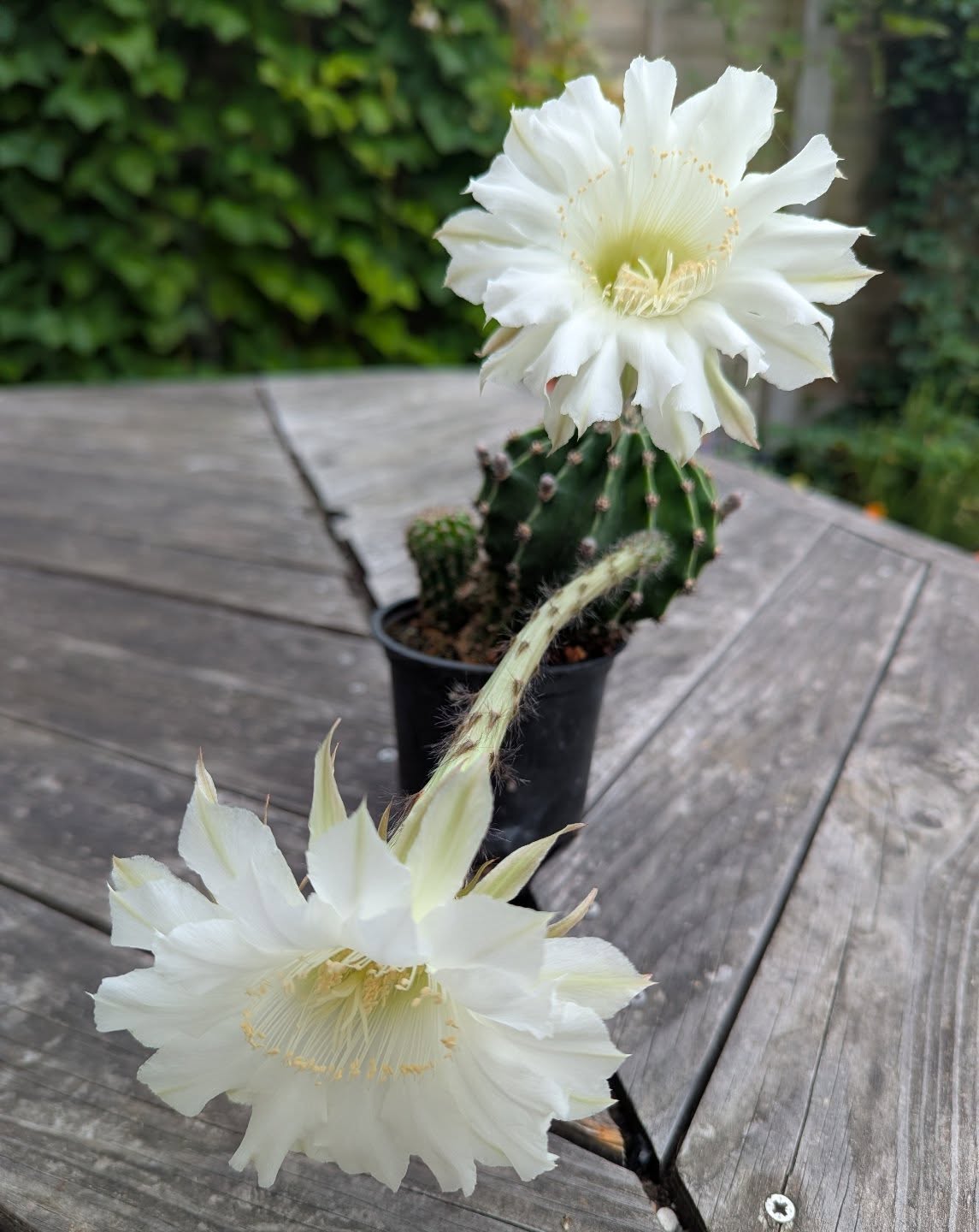 This Echinopsis is quite spectacular. Never had two flowers before. Smells amazing, unfortunately the bloom will be gone quite quickly.