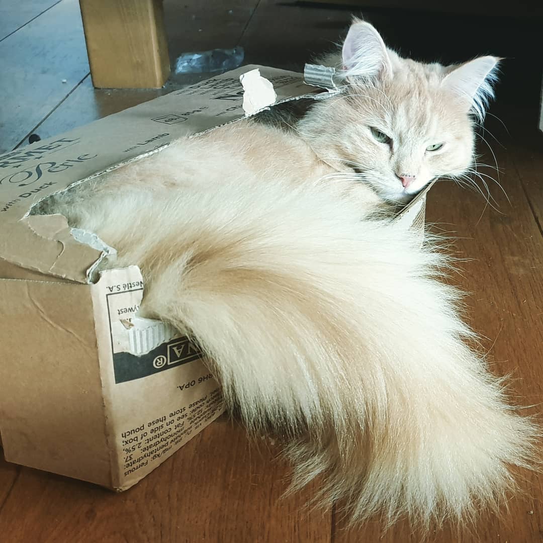 Totoro dude, you comfortable in there? Not like you have no other boxes to sleep in.